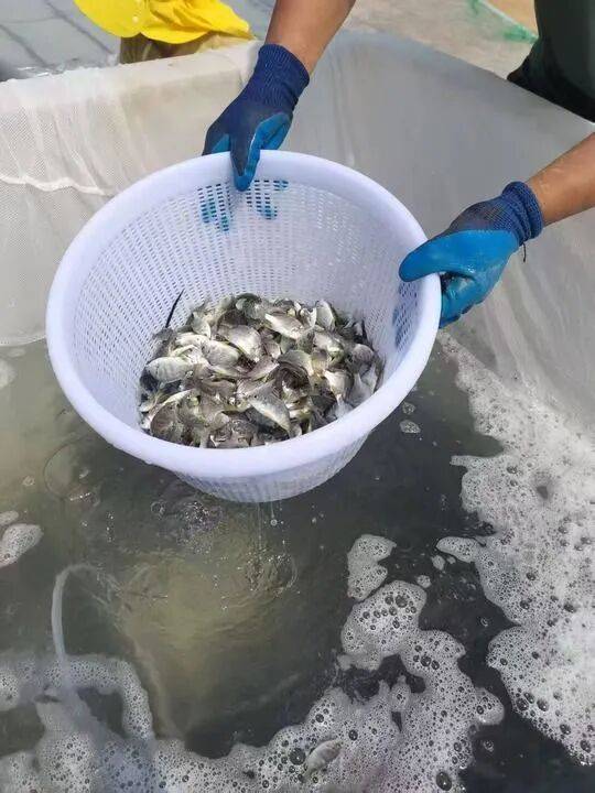 桌——中山大学海洋科学学院创新守护“蓝色粮仓”｜新华智见mg不朽情缘游戏平台把实验室搬到“塘头”让成果“游”上餐(图2)