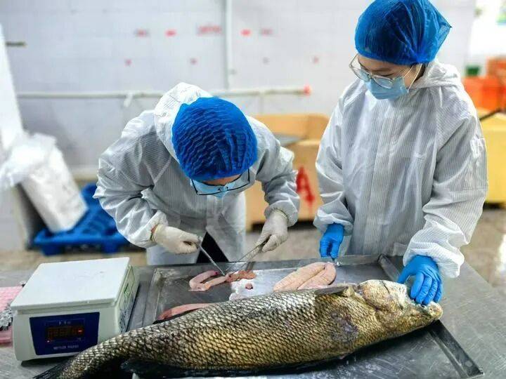 桌——中山大学海洋科学学院创新守护“蓝色粮仓”｜新华智见mg不朽情缘游戏平台把实验室搬到“塘头”让成果“游”上餐(图3)