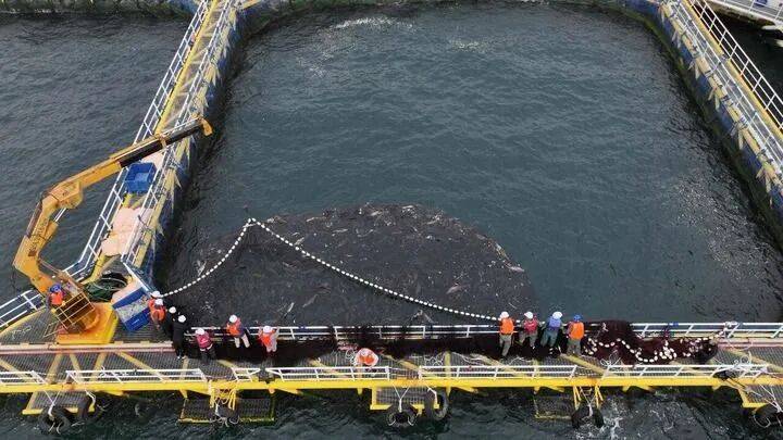 桌——中山大学海洋科学学院创新守护“蓝色粮仓”｜新华智见mg不朽情缘游戏平台把实验室搬到“塘头”让成果“游”上餐(图9)